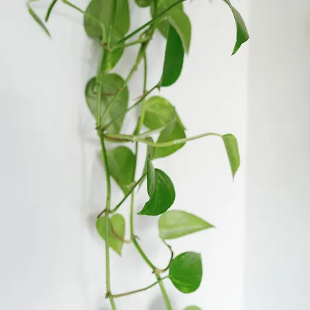 Daire L'oxalis *