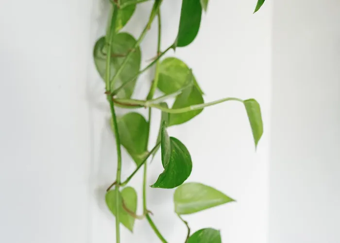 Apartment L'oxalis *